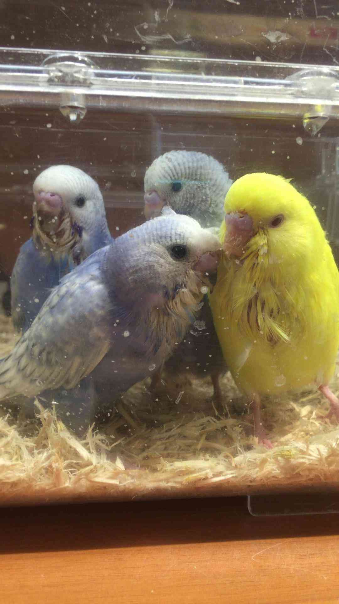インコが大好き♡
