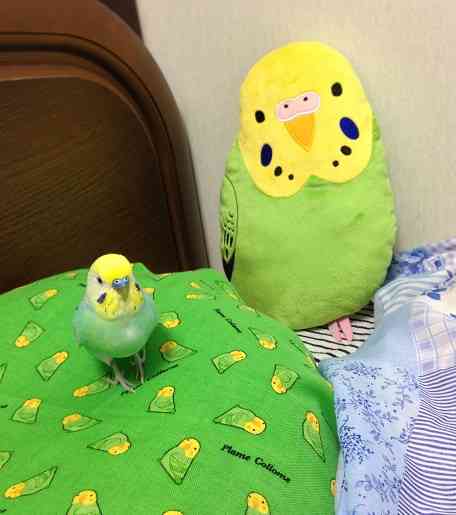 インコが大好き♡