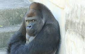 東名夫婦死亡事故、進路を塞ぎ停車させた疑いで男逮捕