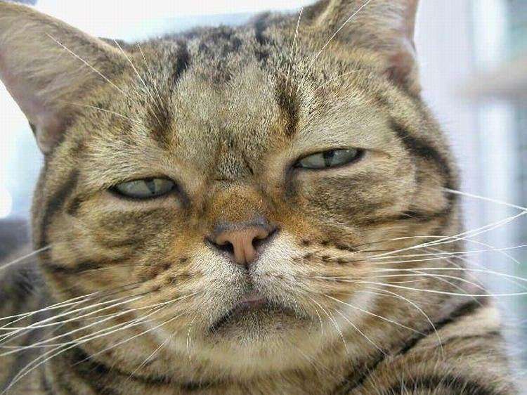 神田うの、結婚10周年の心境吐露「ハニーちゃんの愛情の深さと忍耐力の賜物」