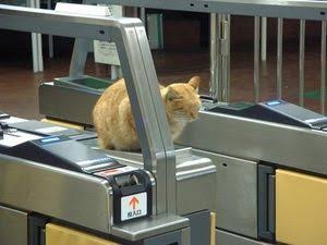 「温まっている動物」の画像を貼るトピ♪