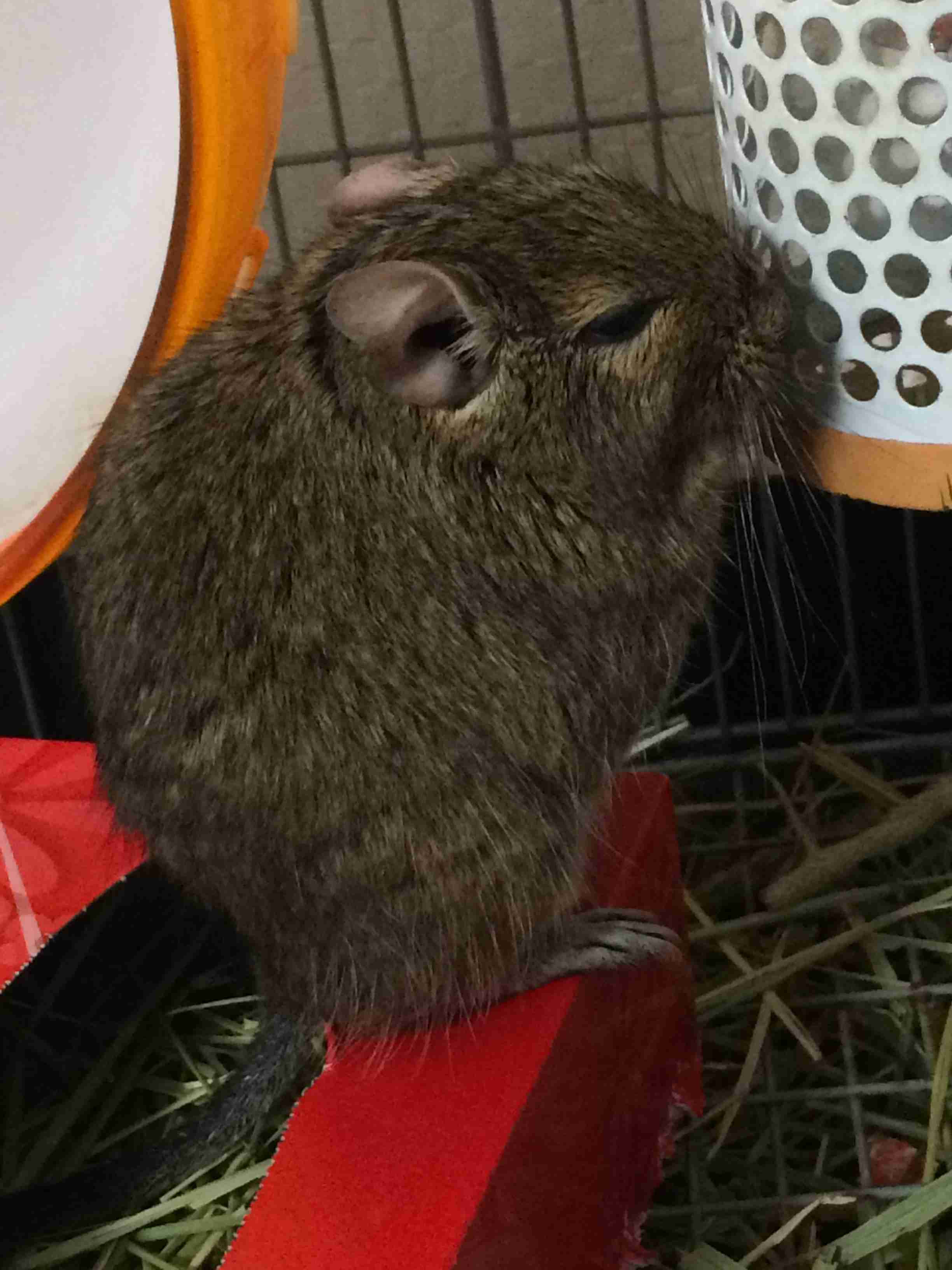 「温まっている動物」の画像を貼るトピ♪