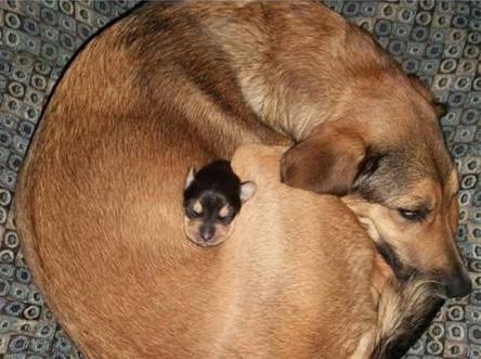「温まっている動物」の画像を貼るトピ♪