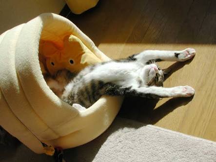 「温まっている動物」の画像を貼るトピ♪