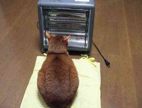 「温まっている動物」の画像を貼るトピ♪