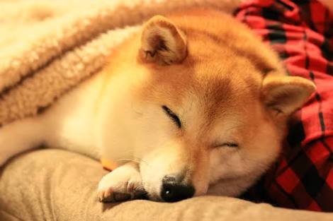 「温まっている動物」の画像を貼るトピ♪