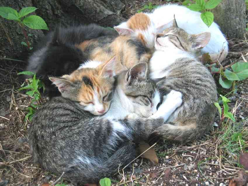「温まっている動物」の画像を貼るトピ♪