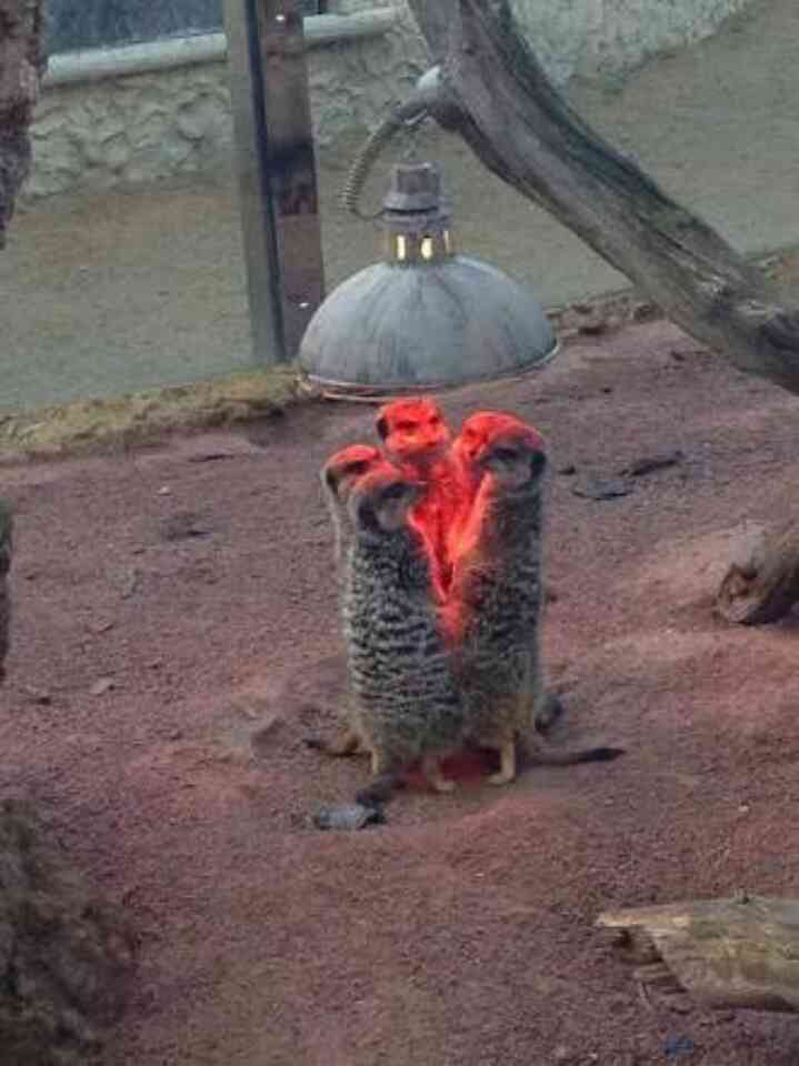 「温まっている動物」の画像を貼るトピ♪