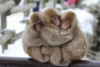 「温まっている動物」の画像を貼るトピ♪