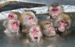 「温まっている動物」の画像を貼るトピ♪