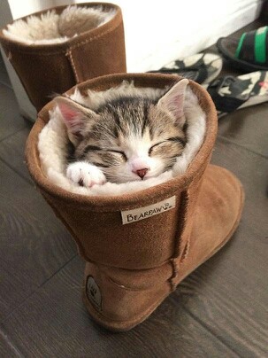 「温まっている動物」の画像を貼るトピ♪