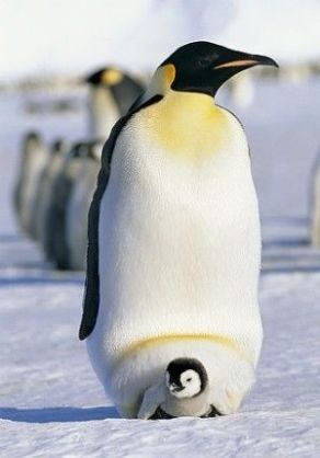 「温まっている動物」の画像を貼るトピ♪