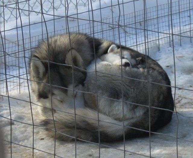 「温まっている動物」の画像を貼るトピ♪