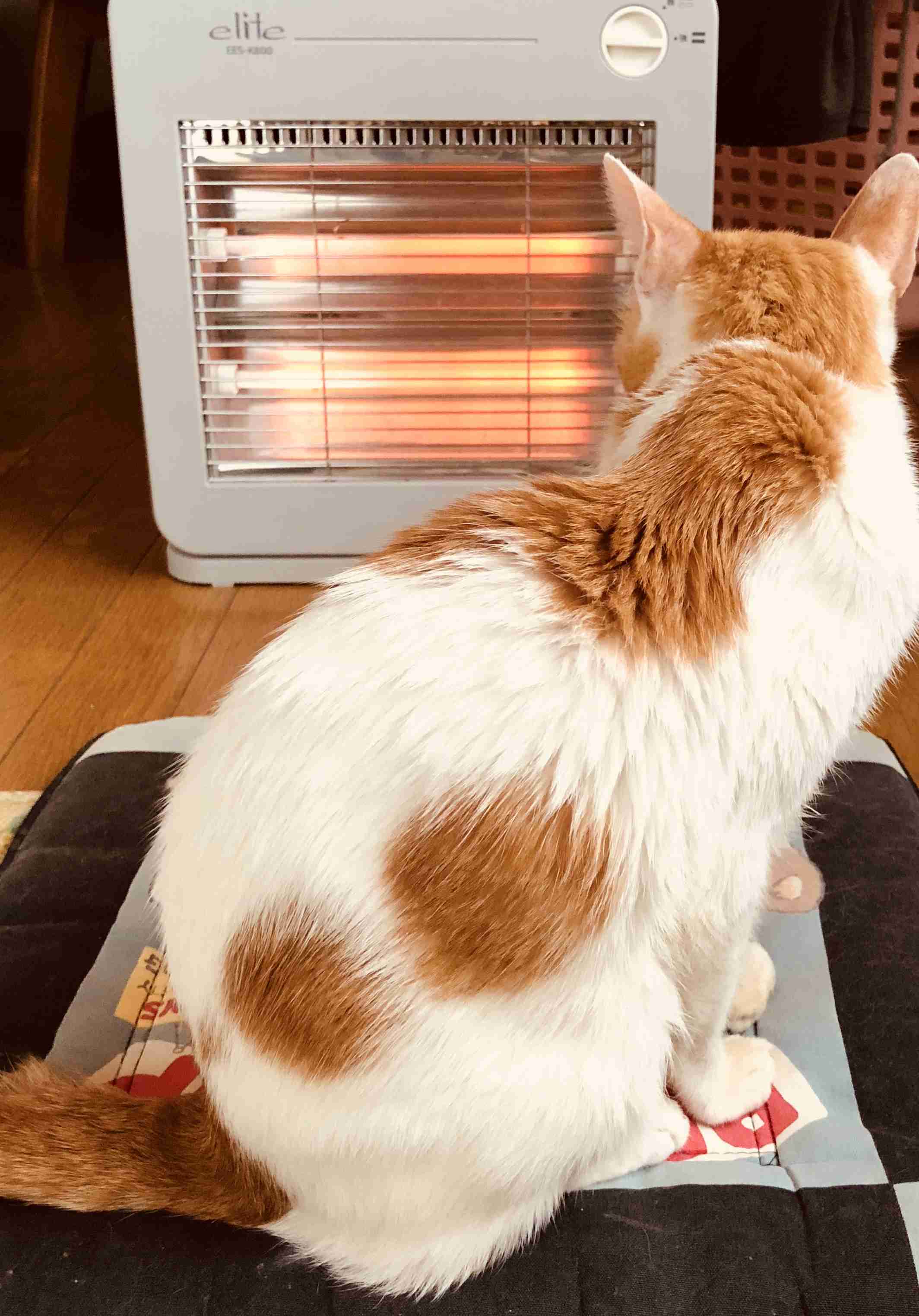 「温まっている動物」の画像を貼るトピ♪