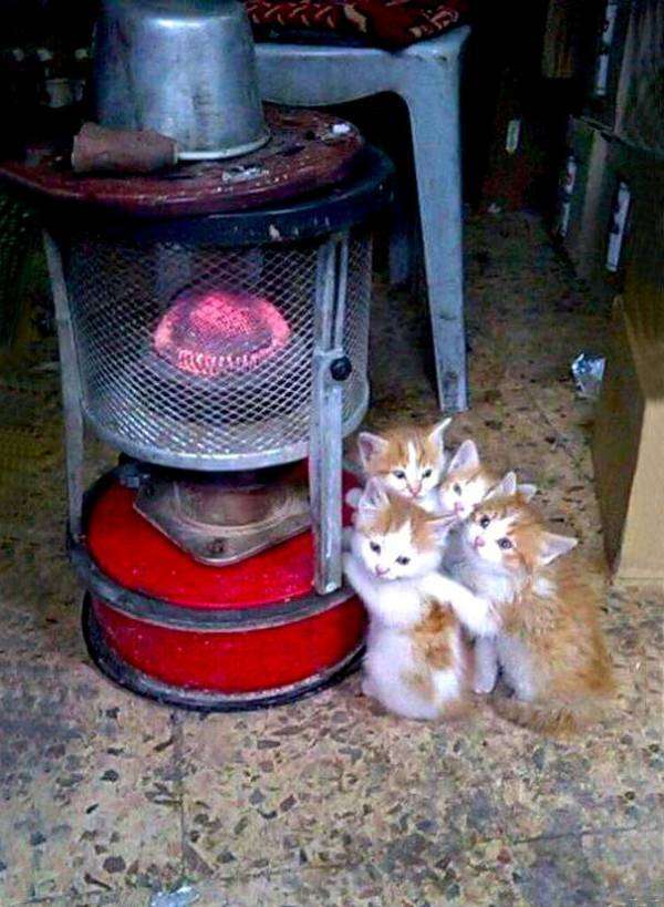 「温まっている動物」の画像を貼るトピ♪