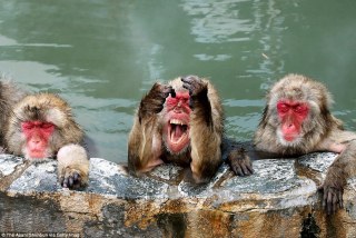「温まっている動物」の画像を貼るトピ♪