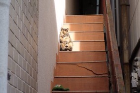「温まっている動物」の画像を貼るトピ♪