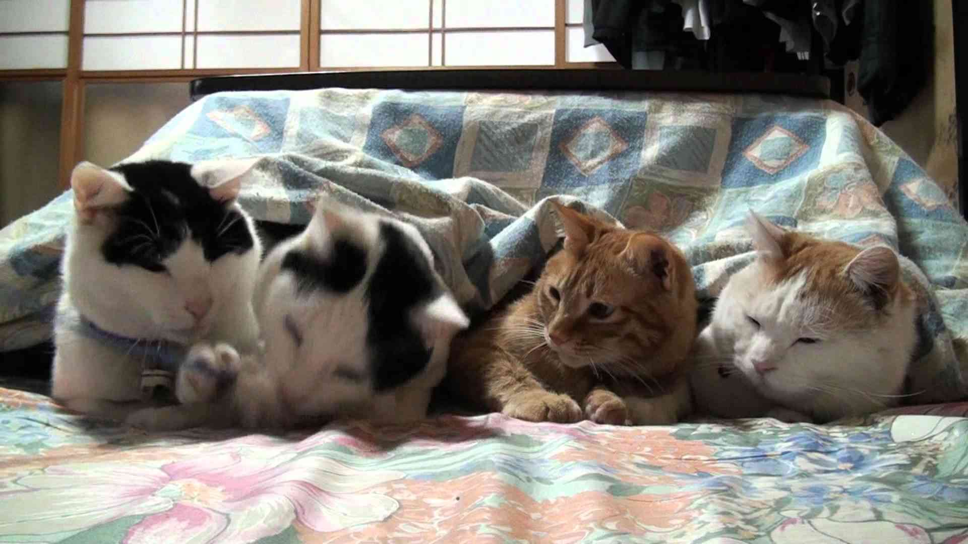 「温まっている動物」の画像を貼るトピ♪