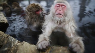 「温まっている動物」の画像を貼るトピ♪