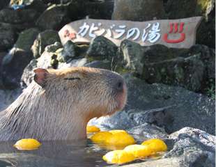 「温まっている動物」の画像を貼るトピ♪