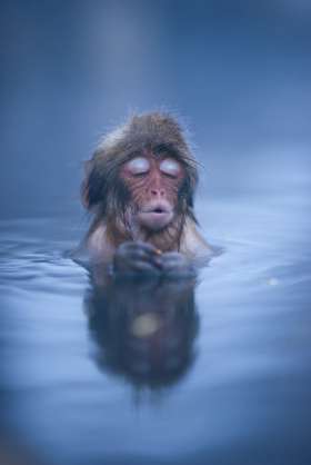 「温まっている動物」の画像を貼るトピ♪