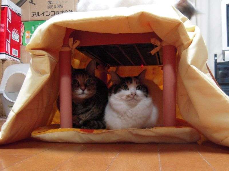 「温まっている動物」の画像を貼るトピ♪