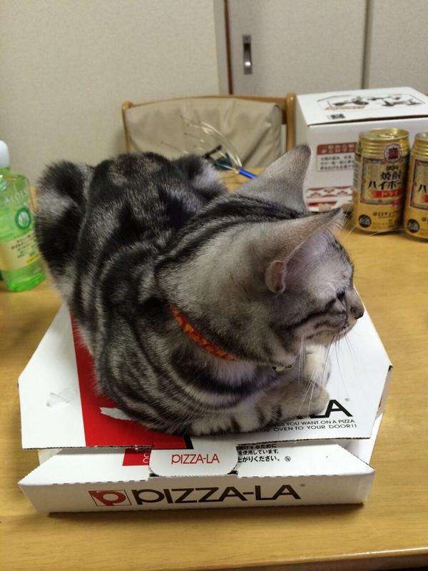 「温まっている動物」の画像を貼るトピ♪