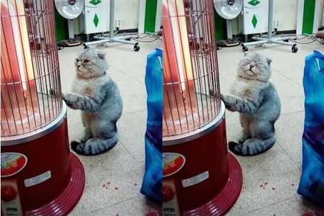 「温まっている動物」の画像を貼るトピ♪