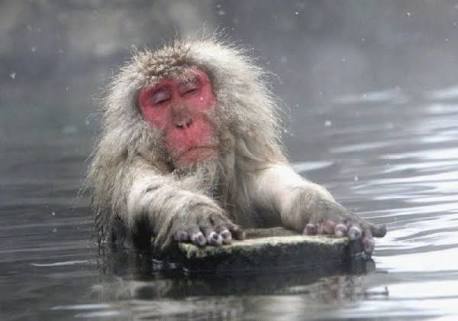 「温まっている動物」の画像を貼るトピ♪