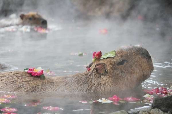 「温まっている動物」の画像を貼るトピ♪