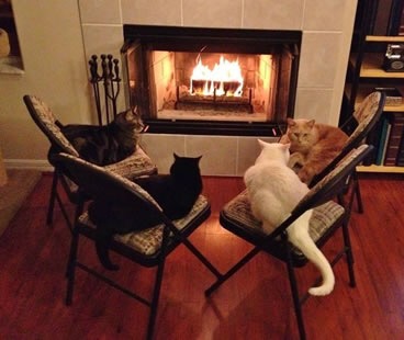 「温まっている動物」の画像を貼るトピ♪