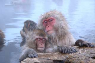 「温まっている動物」の画像を貼るトピ♪