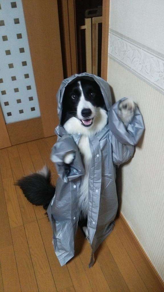 犬の散歩の時間