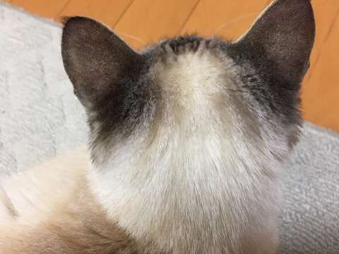 【画像】猫の後頭部が見たい