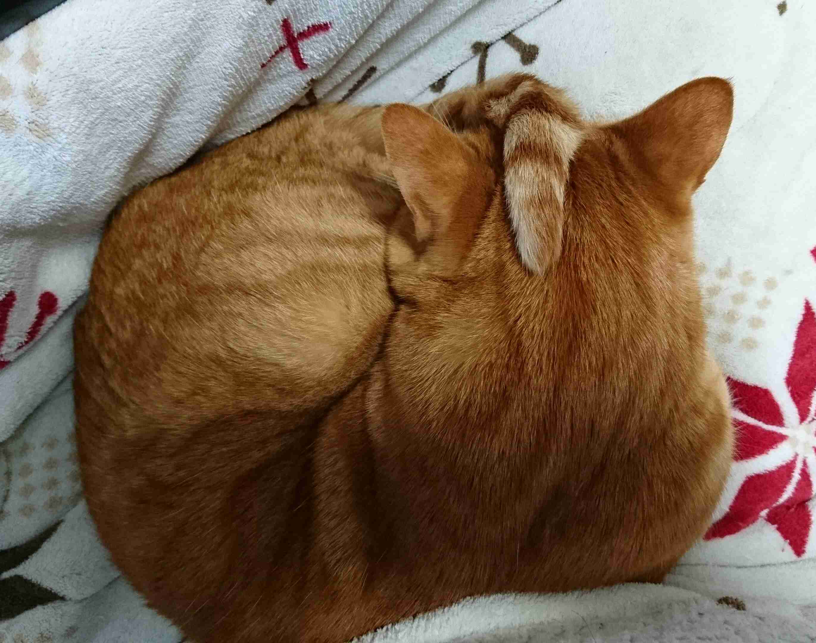 【画像】猫の後頭部が見たい