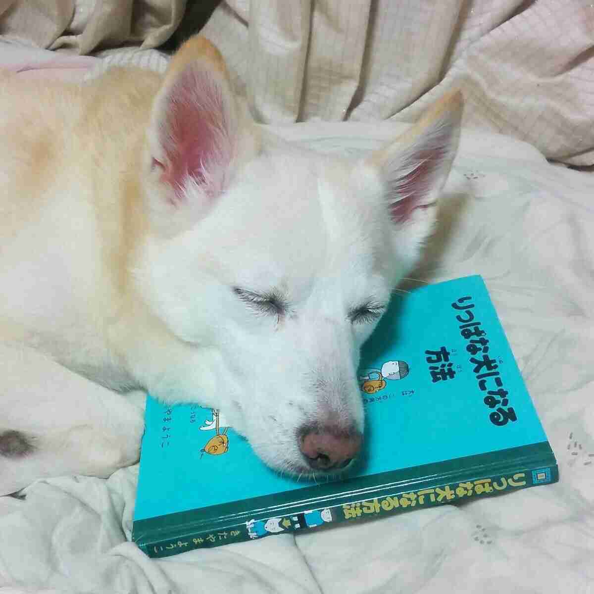 トイレトレーニングのコツ【子犬】