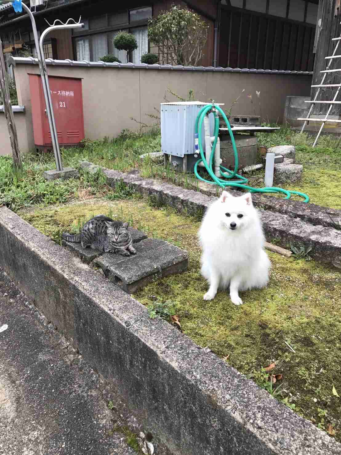 あなたの人間以外の友達を教えてください