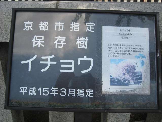蝶々モチーフのきれいなもの