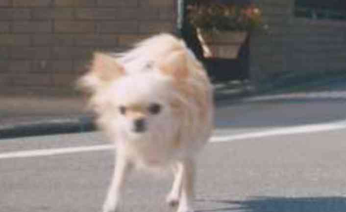 広瀬すず、寝顔も犬と戯れている姿も可愛すぎ！