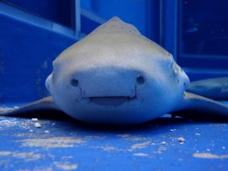 大水槽の魚1235匹死ぬ…サンシャイン水族館