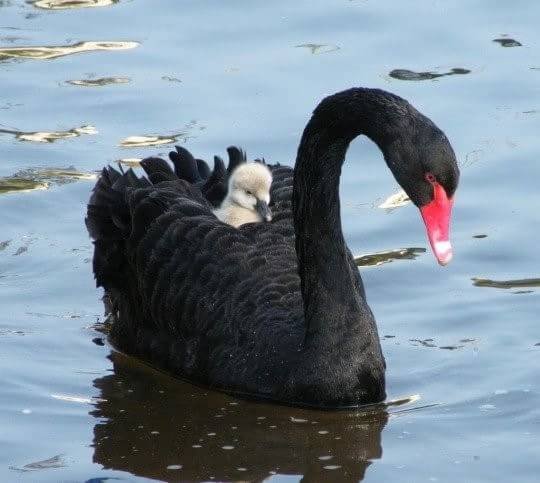 鳥の画像を貼っていくトピ