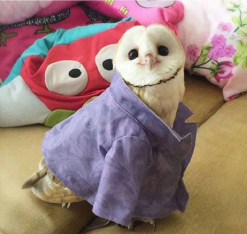 鳥の画像を貼っていくトピ