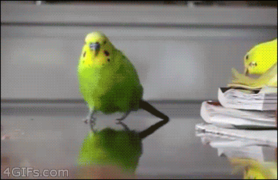 鳥の画像を貼っていくトピ