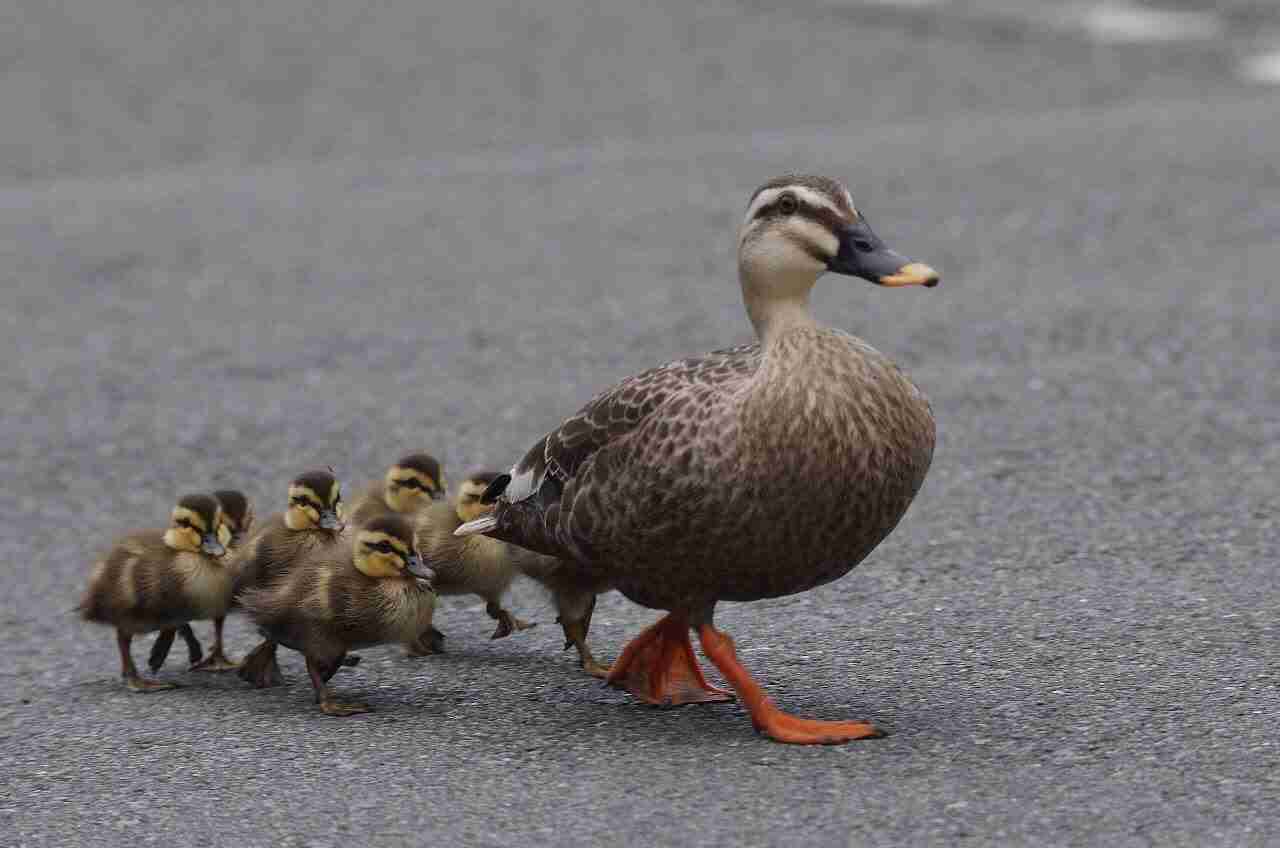 鳥の画像を貼っていくトピ