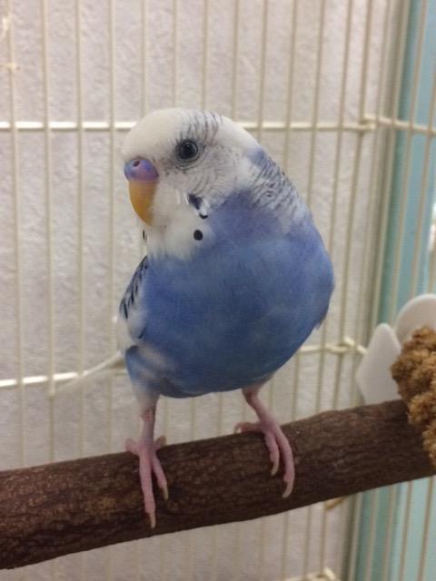 鳥の画像を貼っていくトピ