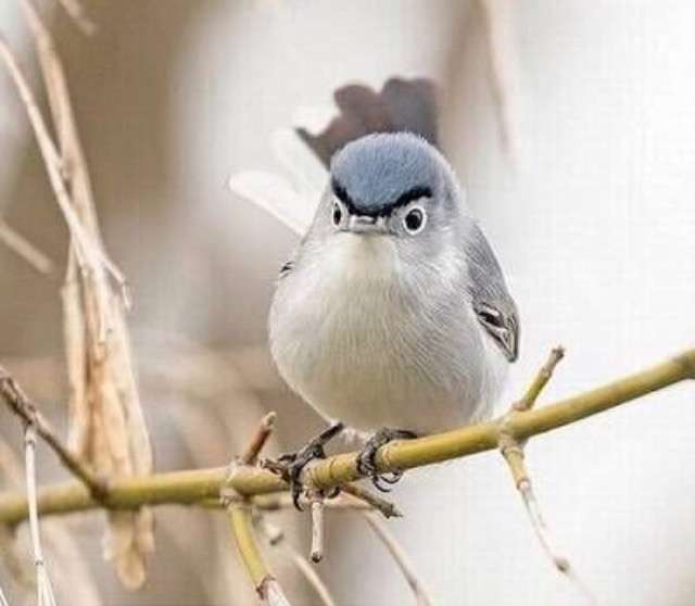 鳥の画像を貼っていくトピ