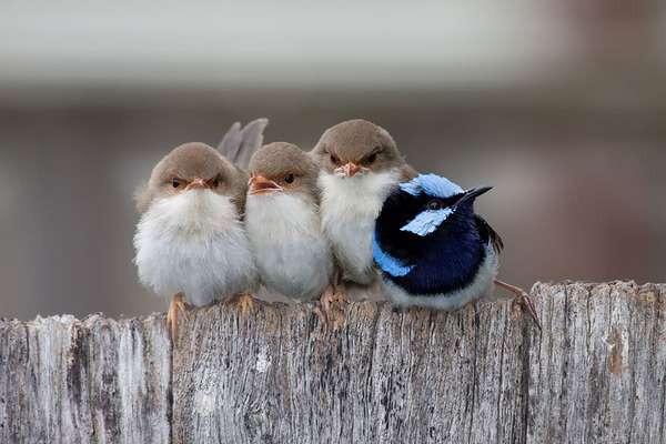 鳥の画像を貼っていくトピ