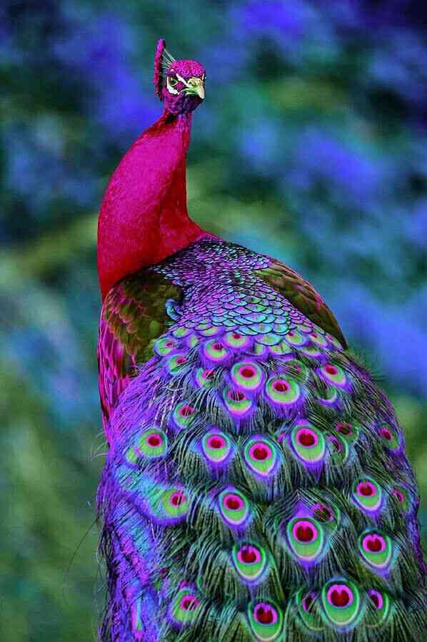 鳥の画像を貼っていくトピ