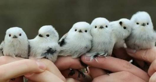 鳥の画像を貼っていくトピ