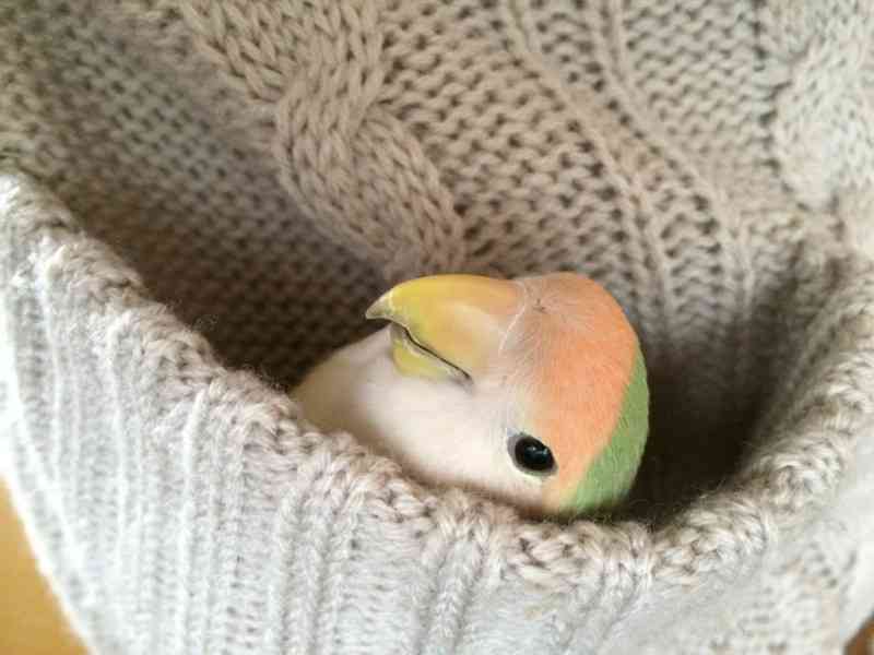 鳥の画像を貼っていくトピ
